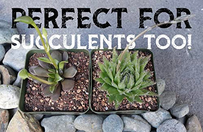 High Drainage Cactus Soil Potting Mix with Mycorrhizal Fungi - 8 Pounds / 4 Quarts of Soil for Succulents and Cactus - Slightly Acidic, Gritty Soil for Healthy Indoor Plants - Spike & Bloom