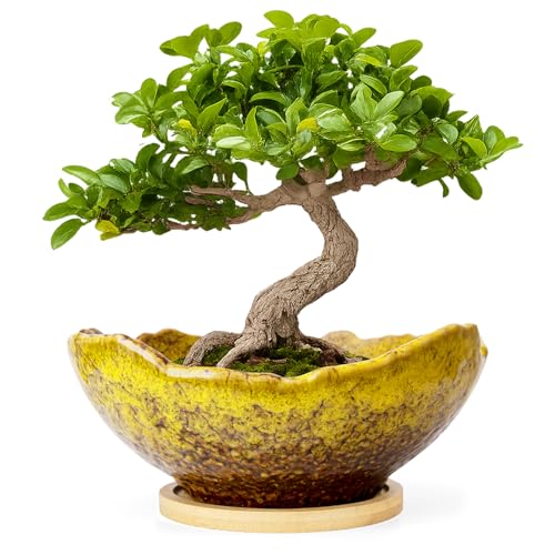ARTKETTY Bonsai Pots - 9.06 Inch Large Plant Pots, Unique Succulent Pots with Drainage Tray, Ceramic Planters for Indoor Cactus Flower Plants Round Bonsai Tree Pots Decorative Home Office - color: Yellow