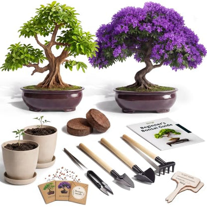 Bonsai Starter Kit – 2X Bonsai Tree