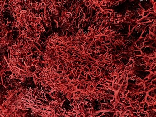 Bergamo Art 95g Preserved Reindeer Moss in Red - color: Red
