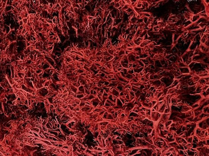Bergamo Art 95g Preserved Reindeer Moss in Red - color: Red