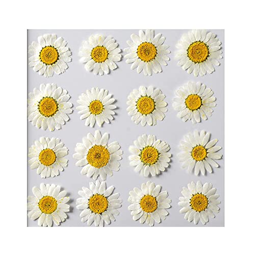 50pcs Natural Dried Daisy Flower, Vacuum Packaging, Pressed Flower for House Decoration, Jewelry Making, Phone case Decoration (White) - color: White