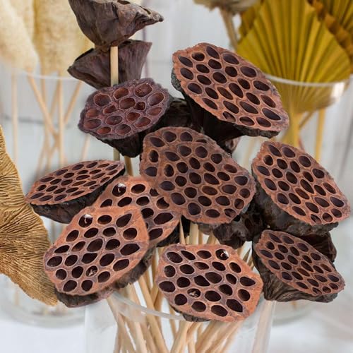 Dried Lotus Pods Pack of 25 Pods for Floral Arrangement and Home Decor,Natural Seed Heads for Vase Fillers, Dried Flower Centerpieces