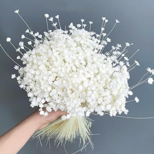 300 PCS Dried Flowers Brazilian White Small Starflower Flowers Mini Dried Flower Bouquet Daisies Mini Chamomile Flower Bouquet for Flower Arrangement Wedding (Snow-White) - color: Snow-white
