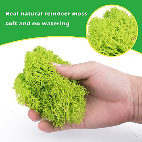 6 Colors Preserved Moss-16.9 OZ Natural Reindeer Moss-Moss for Crafts