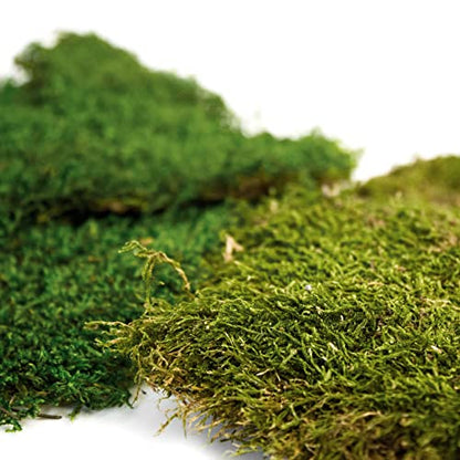 SuperMoss Preserved Sheet Moss, 12 Pack