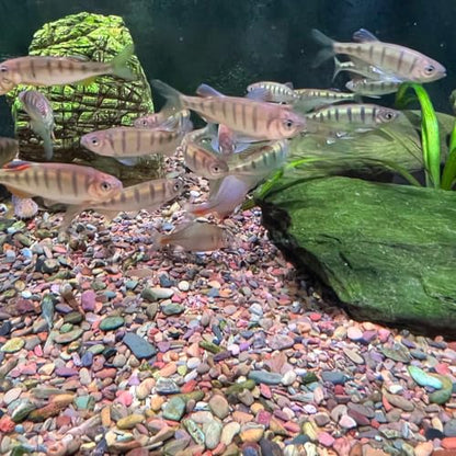 Aquarium Gravel, 10lbs Fish Tank Rocks, 1.2-2.4 inches | Aquascape Substrate for Turtle Tank, River Rocks, Safe for Aquariums, Terrariums - size: 1.2 - 2.4 inches