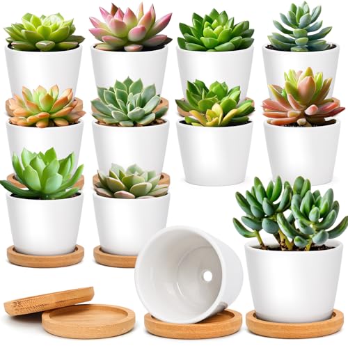 T4U Small Succulent Pots 12 Pack, Mini Flower Planters with Drainage White - color: Round
