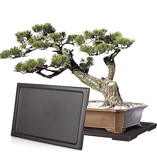 Pinkunn 2 Pcs Bonsai Humidity Tray for Indoor Plants,11 X 8 Inch | Rectangular Plastic Saucer, Pebble Drip Base for Succulents and Cactus, Water Catcher Plate for Pots, Stone Not Included - size: 11 x 8 Inch