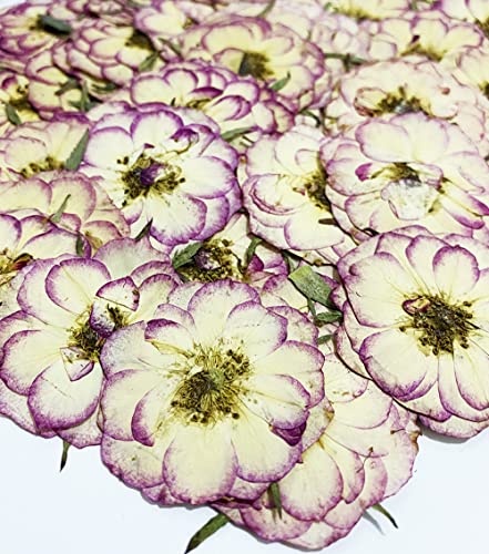 20 pcs Two Colors Mini Rose Real Natural Dried Pressed Flowers for Resin Art Craft DIY - color: Two Colors Mini Rose