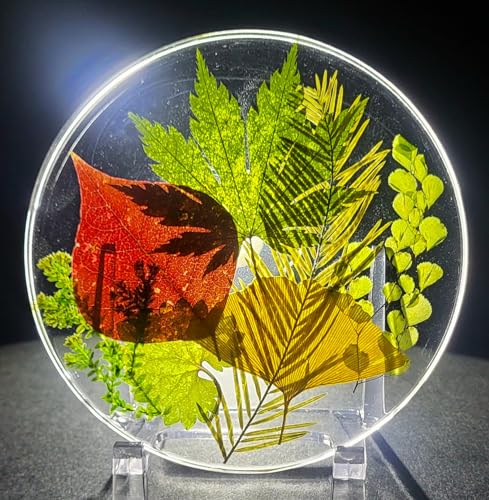 3.9" Real Multicolor Dried Pressed Leaves in Crystal Clear Lucite Resin Specimen Office Home Table Wall Kitchen Party Decor Botanist Herb Herbarium Paperweight Botany Display Collection Gift + Stand - color: Multicolor Dried Pressed Leaves