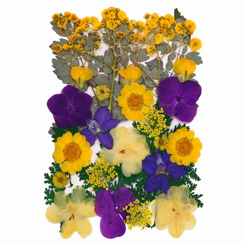 30Pcs Dried Pressed Flowers for Resin DIY Art Crafts Natural Dry Leaves Ferns Daisy Epoxy Jewelry Real Flower Decor Cakes Bookmarks Phone Cases Candles Handmade Soap Yellow&Purple - color: Yellow&purple