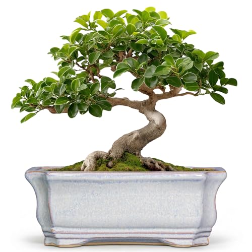 Ceramic Bonsai Planter - 11.6 Inch Bonsai Tree Pots for Succulent Plants, Succulent Planters with Drainage Hole, Shallow Decorative Planter, House Decor, House Warming Gifts, Rectangular Grey - color: Rectangular Grey, size: 11 Inch