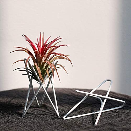 4 Packs Airplant Plants Holder Metal Base Geometric Air Plants Stand Tabletop Air ferns Planter Rack White Tillandsia Display Containers Himmeli Decor . - color: White