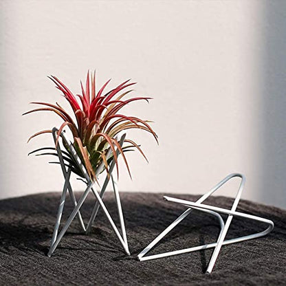 4 Packs Airplant Plants Holder Metal Base Geometric Air Plants Stand Tabletop Air ferns Planter Rack White Tillandsia Display Containers Himmeli Decor . - color: White