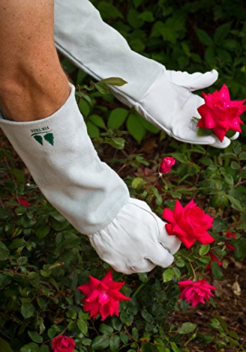 Leather Gardening Gloves by Fir Tree. Premium Goatskin Gloves With Cowhide Suede Gauntlet Sleeves. Perfect Rose Garden Gloves. Men's and Women's Sizes. M-8 (See Size Chart Photo) - size: Medium (Pack of 1)