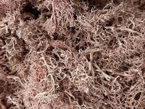 Bergamo Art 95g Preserved Reindeer Moss in Pink - color: Pink