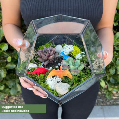 Cute Farms Glass Terrarium Kit | Just Add Your Own Plants (Geometric Glass + Live Plants) - style: Geometric Glass + Live Plants