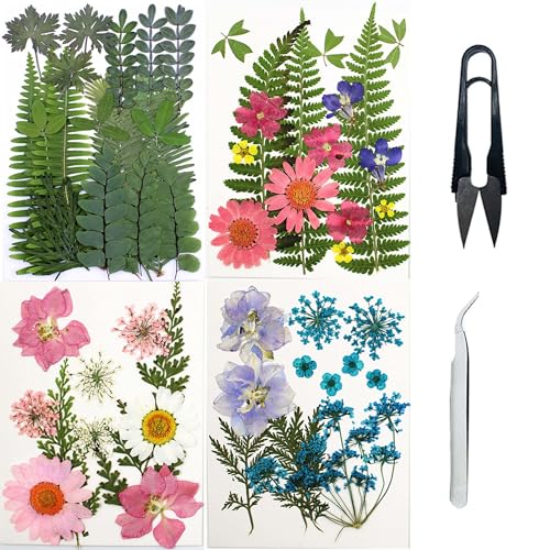 Cayway Natural Dried Pressed Flowers, Natural Dried Pressed Leaves, Natural Dry Flowers Leaves with Tweezers, Scissors for Pressed Leaf Art Craft DIY Embellishment Decorations (Green Pink Blue) - color: 2 Packs+2 Packs Leaves D