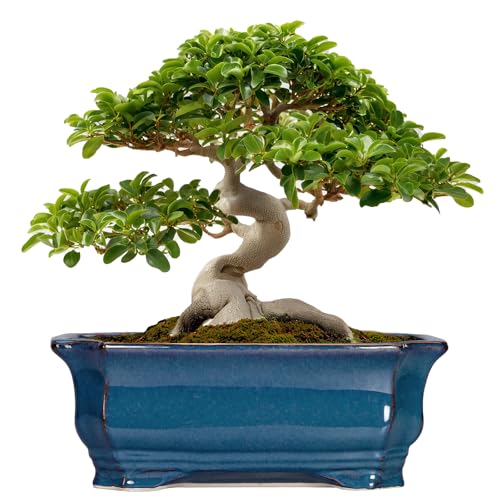 Bonsai Tree Pot - 13.7 Inch Large Ceramic Succulent Planter for Indoor Outdoor, Rectangle Plant Pot with Drainage Hole, Decorative Flower Pots, Home Decor, Gifts for Plant Lovers, Retro Blue - color: Rectangular Blue, size: 13.5 Inch