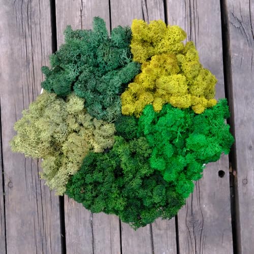 Preserved Reindeer Moss Natural Green DIY Kit Gardenning Art Wall Decor Florist Decor Easter Table Decor Wedding - color: Style-23, size: 1 lb