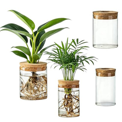 Glass Propagation Stations, 2 Large & 2 Small Desktop Flower Vases