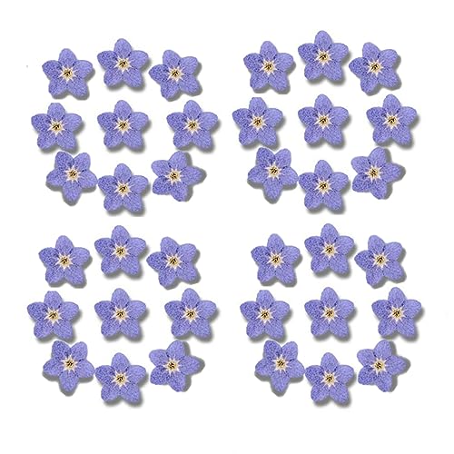 Leadigol Blue Forget Me Not Flowers,Don't Forget Me Dried Flower,Natural Real Dried Pressed Flowers, for Scrapbooking Art Crafts,Jewelry Soap Making,Nails Art Flowers Decorations