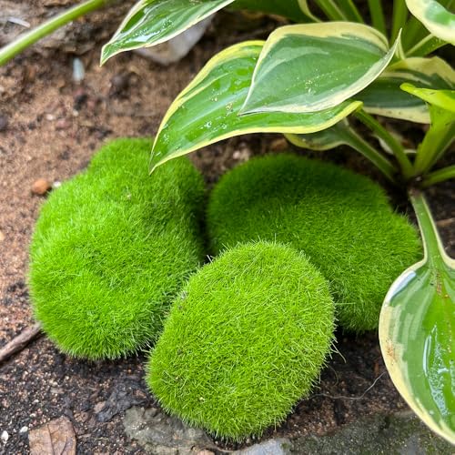 5Pcs Artificial Moss Rocks Green Moss Stones for Garden Crafting Simulation Crafts Foam Fake Rock DIY Landscape Decor 4x5cm