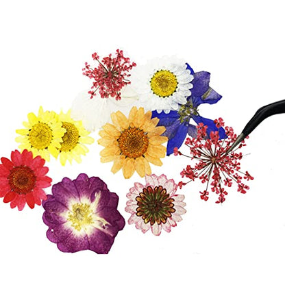 Cayway 42 Pcs Real Pressed Flowers Dry with Tweezers Set, Dried Pressed Flowers Colorful Real Pressed Flowers for Resin Scrapbooking DIY Art Crafts, Epoxy Resin Jewelry, Soap Making - color: 1 Packs Style a