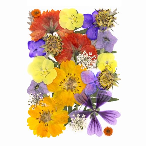25Pcs Dried Pressed Flowers for Resin DIY Art Crafts Natural Dry Leaves Ferns Daisy Epoxy Jewelry Real Flower Decor Cakes Bookmarks Phone Cases Candles Handmade Soap Orange&Purple - color: Orange&Purple