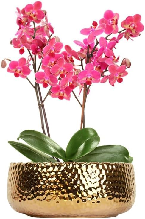 9.8'' Phalaenopsis Orchid Pots with Drainage Holes–Hammered Decorative Flower Pot for Home, Office, Weddings & Party Décor