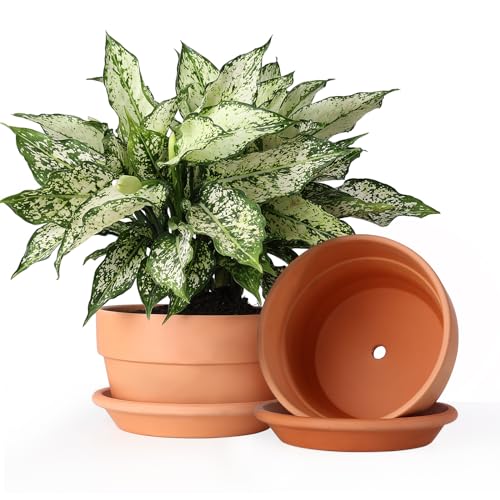 INGOFIN 8 Inch Terracotta Shallow Pots Set with Saucer - Ceramic Clay Pots with Drainage Hole, Terra Cotta Pot for Plants for Indoor Outdoor Plants, Set of 2 - size: Shallow 8/8 inch -2 pcs