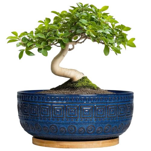 G EPGardening Bonsai Pots 8 Inch - Ceramic Succulent Pots, Round Planter for Indoor Plants, Modern Outdoor Planter with Drainage and Plant Saucer, Boho Home Decor, House Warming Gifts New Home, Blue - color: Blue