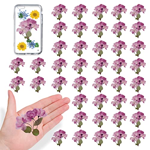 42PCS Natural Real Dried Begonia Flowers with Stems for Resin, Nature Pink Purple Pressed Dry Begonia Flower for Art DIY Crafts Jewelry Card Scrapbooking Making Wedding Home Decors - color: Begonia Flowers-pink Purple