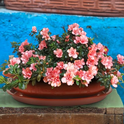 DOITOOL Bonsai Training Pots with Drainage Tray, 17 Inch Oval Bonsai Planter Pot Plastic Plants Growing Tree s Flower for Indoor Outdoor Garden Yard - 17.3 x 13.3 x 4.1 inch