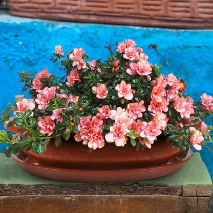 DOITOOL Bonsai Training Pots with Drainage Tray, 17 Inch Oval Bonsai Planter Pot Plastic Plants Growing Tree s Flower for Indoor Outdoor Garden Yard - 17.3 x 13.3 x 4.1 inch