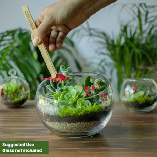 Cute Farms Terrarium Starter Kit | Moss, Vermiculite, Soil, Pebbles, Plant Food, Finishing Tools, Build and Care Guide | DIY Succulent Terrarium for Adults and Kids (Large + Live Plants) - size: Large Kit + Live Plants