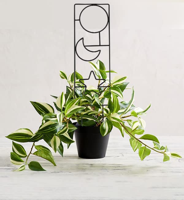 Wellsign 15.94Inch Plant Trellis for Climbing Plants Indoor Outdoor | 4 Patterns Metal Small Garden Houseplant Trellis for Potted Plants for Vine Ivy Flower Plant Support Lover Gifts Lattice - size: Back-Metal-Trellis02
