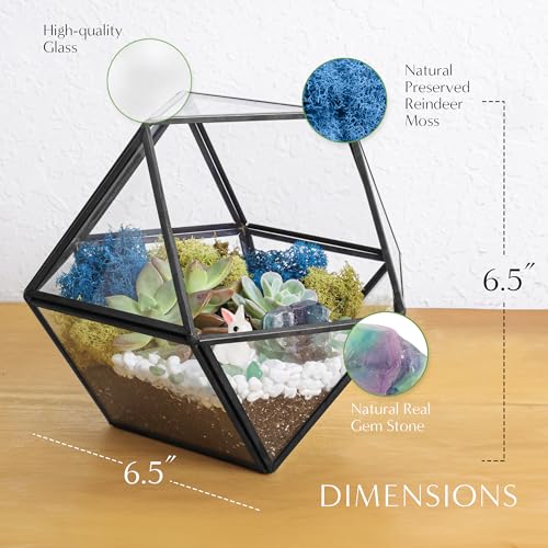 Creations by Nathalie DIY Geometric Terrarium Kit with Live Plant and Moss - color: Dodecahedron Black Frame