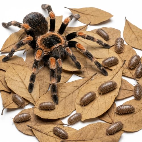 SunGrow 100 Pack Leaf Litter for Spider, Cricket & Isopod, Mini Catappa Dried Indian Almond Leaves, for Vivarium, Terrarium & Aquarium, Mimics Familiar Habitat & Perfect Hiding Spot, Terrarium Décor