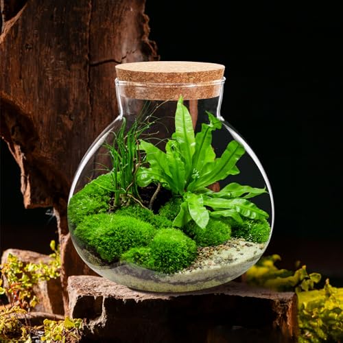 Toddmomy 1pcs Small Glass Plant Terrarium,Desktop Glass Succulent Plant Terrarium with Wooden Lid for Home, Garden, Office Decoration
