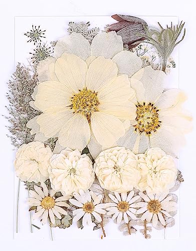 48PCS White Large Real Dried Pressed Flowers Leaves Natural Plant Herbarium for DIY Resin Mold Jewelry Making Craft (12 Styles) - color: White