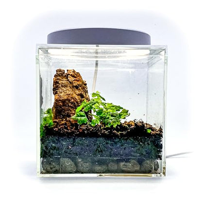 Generic Tiny Terrarium Kit with Isopods (6x6 inch) - DIY Starter Kit, BioActive Enclosure, Live Tropical Plants, LED Grow Light, Soil & Drainage, White