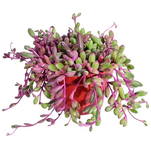 Sprout N Green Ruby Necklace, Othonna capensis L.H.Bailey Live Succulent | Purple Hanging Trailing Plant in4" Pot for Home Office Wedding Decoration DIY Project Party Favor, Pet Friendly - color: Ruby Necklace