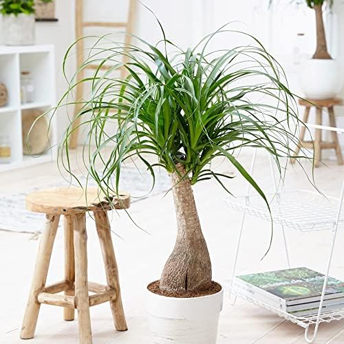 Organic Plant Growing Medium by Gardenera - Create an Environment for Optimal Plant Development - 2 QUARTS - size: 2 Quart Bag, style: ORGANIC Growing Medium