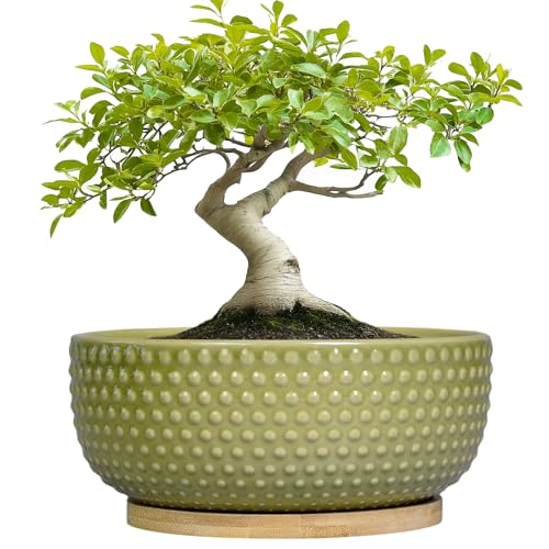 Bonsai Planter - 8 Inch Ceramic Succulent Pots with Drainage Hole and Saucer for Indoor Plants, Boho Shallow Round Planter Bowl, Desk Decor, Garden Lover Gifts, Green - color: Glaze-green