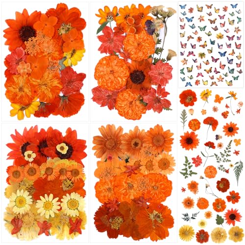 160 Pcs Pressed Dried Flowers Natural Bulk, Autumnal, Orange - color: Orange, style: Autumnal