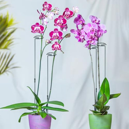 Mwellewm 3 Sets Plant Stakes 12/25/36 Inch Adjustable Plant Support Stakes Tall for Indoor Outdoor Plant Holder Stick Steel Garden Stem Pole Amaryllis Stakes with 15 Clip for Tomato Orchid Lily Flower - size: 3 pcs set