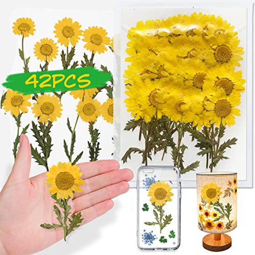 Yellow Dried Daisy Flowers with Stem for Resin, 42PCS Natural Real Pressed Dry Daisy Flowers for Resin Jewelry DIY Phone Case Crafts Candle Making Home Decoration - color: Daisy Flowers With Stem-yellow