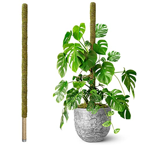 80" Large Stackable Moss Pole for Plants Monstera, (1pc., 80'') | Forest Moss Surface, Plant Stakes for Indoor Plants, Monstera Plant Support, Plant Pole for Climbing Plants with Larger Stems - size: 80'' MOSS POLE for SUPER-BIG PLANTS